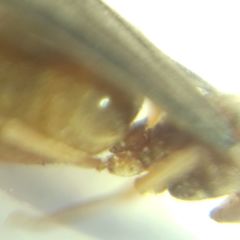 Prenolepis nitens