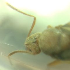 Prenolepis nitens