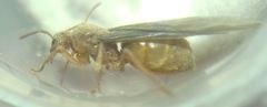 Prenolepis nitens