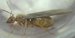 Prenolepis nitens