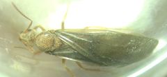 Prenolepis nitens