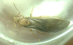 Prenolepis nitens