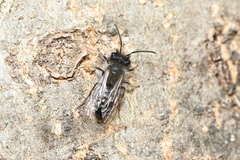 Andrena cineraria