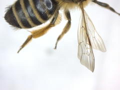 Melandrena