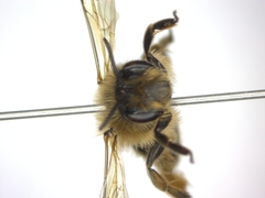 Melandrena