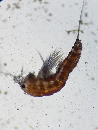 Canthocamptinae
