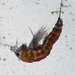 Canthocamptinae - Photo (c) Mark Richman, alguns direitos reservados (CC BY), uploaded by Mark Richman