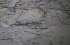 Triturus karelinii