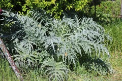 Cynara cardunculus cardunculus