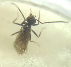 Prenolepis nitens