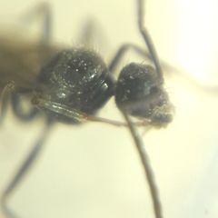 Prenolepis nitens