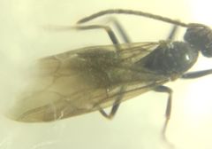 Prenolepis nitens