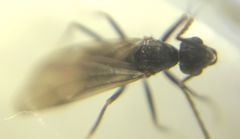 Prenolepis nitens