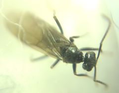 Prenolepis nitens