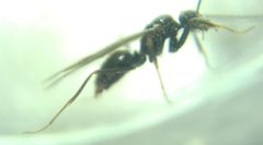 Prenolepis nitens