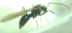 Prenolepis nitens