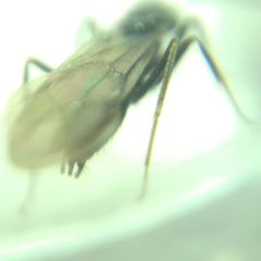 Prenolepis nitens