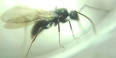 Prenolepis nitens