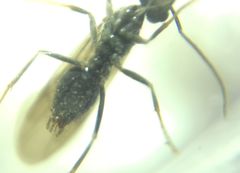 Prenolepis nitens