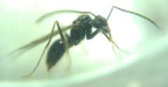 Prenolepis nitens