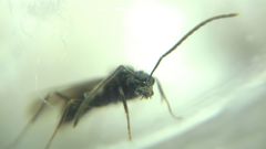 Prenolepis nitens