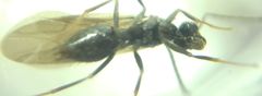 Prenolepis nitens