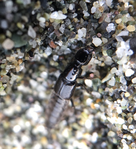 Philonthus nudus
