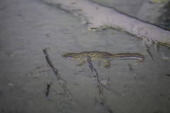 Triturus karelinii