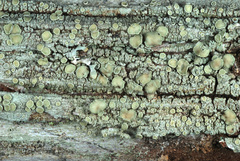 Lecanora masana