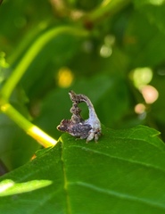 Cladonota crassipunctata