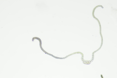 Racomitrium ryszardii