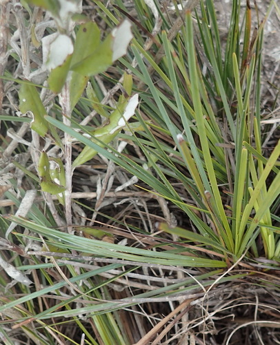 Image of Ficinia praemorsa by (c) Nicola van Berkel, some rights reserved (CC BY-SA)