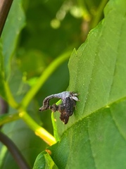Cladonota crassipunctata