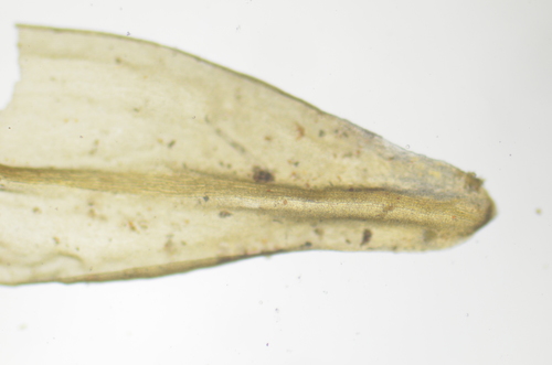 Image of Racomitrium ryszardii by no rights reserved