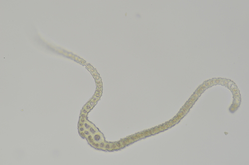 Image of Racomitrium ryszardii by no rights reserved