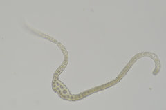 Racomitrium ryszardii