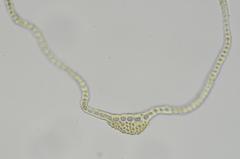 Racomitrium ryszardii