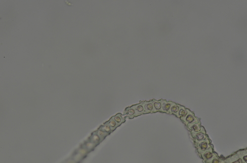 Image of Racomitrium ryszardii by no rights reserved