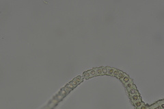 Racomitrium ryszardii