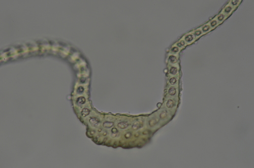 Image of Racomitrium ryszardii by no rights reserved