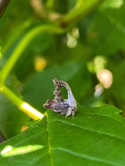 Cladonota crassipunctata