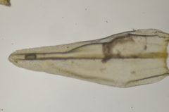 Racomitrium ryszardii