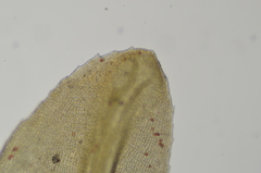 Racomitrium ryszardii