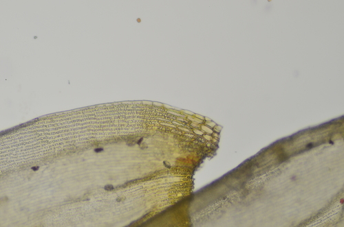 Image of Racomitrium ryszardii by no rights reserved