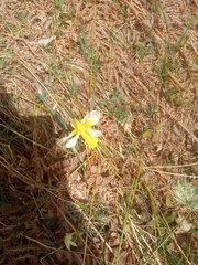 Narcissus minor asturiensis