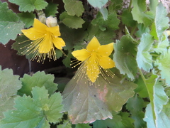 Eucnide bartonioides