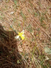 Narcissus minor asturiensis