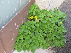 Eucnide bartonioides