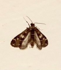 Hygraula
