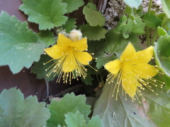 Eucnide bartonioides